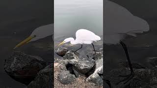 Baby snow egret, Shoreline Lake 1/2