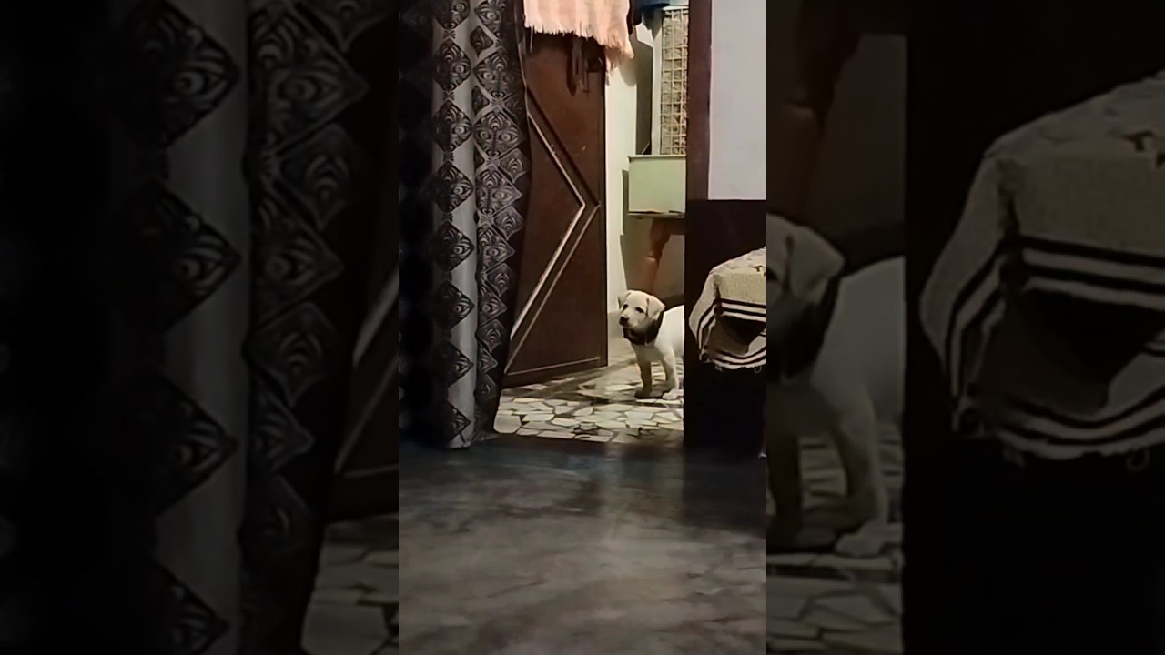 Is Snowkit Snowtuft Warrior Cats Theory Edit Housepetscare