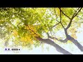 🔴 RISEOUT TV Relaxing Sleep Music 24/7, Meditation Music, Spa Music, Calming Music, Zen, Study LIVE