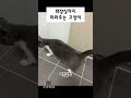 화장실까지 따라오는 고양이 비니루삼남매 shorts