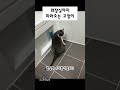 화장실까지 따라오는 고양이 비니루삼남매 shorts