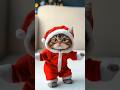 Santa Cat Motor Dance 😹😂 #cat #motorcycle #dance #catdance