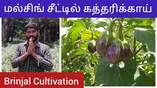 மல்சிங் சீட்டில் கத்தரிக்காய் Brinjal Cultivation