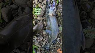 Coho Salmon Bigger Olympic Peninsula