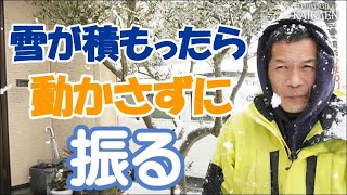 雪が積もったら　植物　動かさないで　そのまま　じっと待つ　寒さに耐える　折れないように【おうちでガーデニング】開花園チャンネル