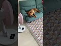 大好きなソファーに扇風機 ^^ 最高！ short いぬ 元保護犬