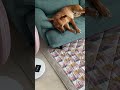 大好きなソファーに扇風機 ^^ 最高！ short いぬ 元保護犬