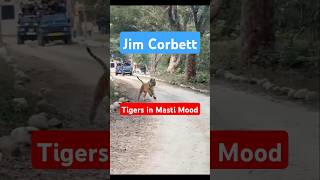 Majestic Tiger in the Wild #tiger #wildlife #jimcorbett #wildanimals #safari