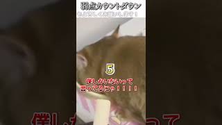 猫のおもしろ動画にツッコミどころ満載なアフレコしてみた＃212【カウントダウン】【ハプニング映像】#shorts　#アフレコ #面白動画