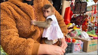 Baby monkey Tina is afraid of strangers and clings to her mother so cutely.