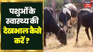 Annadata: पशुओं के स्वास्थ्य की देखभाल कैसे करें ? Agriculture | Farming | Dairy Animal Dairy cattle