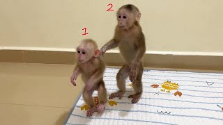 Two Sibling Pavpav & Chichi Energic Walking 2Leg Like Real Twin Baby