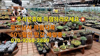 해림다육💥다육이/화분 50%할인중💥 추석연휴 영업합니다~010-9268-2869