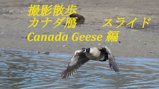 【カナダ】撮影 散歩  カナダ鴈　　スライド      Canada Geese 編　　メトロ　バンクーバー