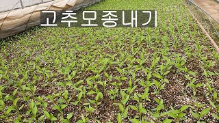 3월7일 고추모종내기35일차-오늘은 하우스실내온도가40도정도까지 올라갑니다.