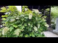 hydrangea bushes on a mountain. 4k 高幡不動尊あじさい祭り japanese hydrangea