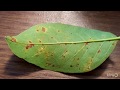 Fungal Leaf Spot Texas Ash Tree |Daphne Richards |Central Texas Gardener