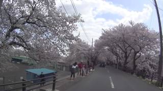 2017年 神奈川県 小鮎川・相模川沿いの桜並木