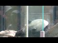 リーリー謎の動き　ジャイアントパンダ（giant panda abc animals movies