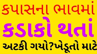 કપાસના ભાવમાં એકાએક કડાકો થતો શા માટે અટકી ગયો ? ખેડૂતો માટે ખાસ માહિતી.cotton | kapas | agriculture