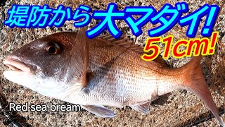 堤防釣りで大型マダイ来た (カゴ釣り・マダイ釣り)