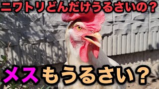 実際ニワトリってどのくらいうるさいの？【都内で鶏飼育】