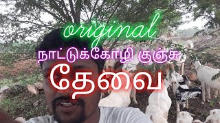 orginalநாட்டுக்கோழி குஞ்சு தேவை