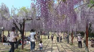 和気町　藤公園　岡山県　2013　5月6日　撮影