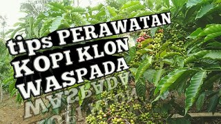 CARA PERAWATAN KOPI ROBUSTA KLON WASPADA