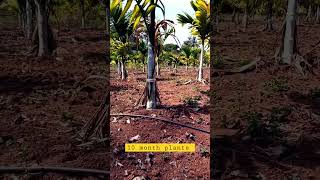 10 month arecanut plants |