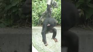 Chimpanzee Brothers #Shorts