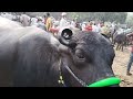 taharpur bhains mandi 2024 taharpur pashu mandi uttar pradesh moradabad murra bhains ki video 3 11