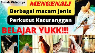 MUST KNOW Recognize the various types of turtledoves KATURANGGAN in the archipelago