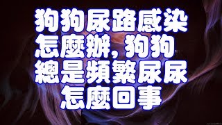 狗狗尿路感染怎麼辦,狗狗總是頻繁尿尿怎麼回事