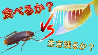 【閲覧注意】ゴキブリを食虫植物に食べさせてみた！！