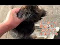 a dog named laifu 【一隻叫來福的狗完整版】 animals pets rescuedog rescuepup dog puppy doglover doglife