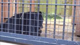 2014年1月2日 野毛山動物園 ニホンツキノワグマ