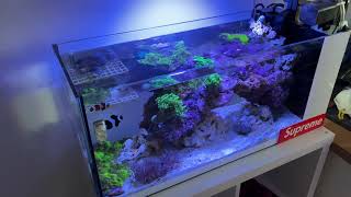 Innovative Marine Nuvo 20 Peninsula Reef Tank 1 Week Update