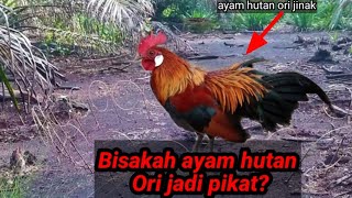 Bisakah AYAM HUTAN ORI JINAK jadi pikat ? - Ternak ayam hutan