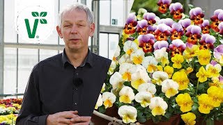 Wie pflegt man Winterveilchen? - Volkers Gartenwissen