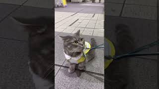 忠猫あくぽぅと呼ばれる猫がいました #猫 #マンチカン #ハチ公