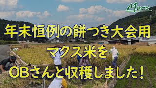 年末の餅つき大会用の「マクス米」を収穫！