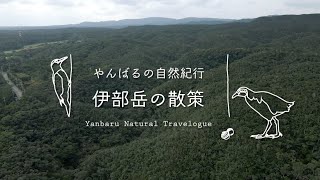 山の恵み～やんばる森の散策～