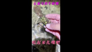 牛眼螺和醜螃蟹在談戀愛被我分開了#赶河#赶海#抓鱼#捞虾#shorts