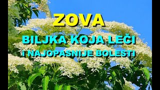 ZOVA - BILJKA KOJA LEČI i NAJOPASNIJE BOLESTI