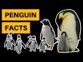 12 Interesting Penguin Facts [You Probably Don't Know These]