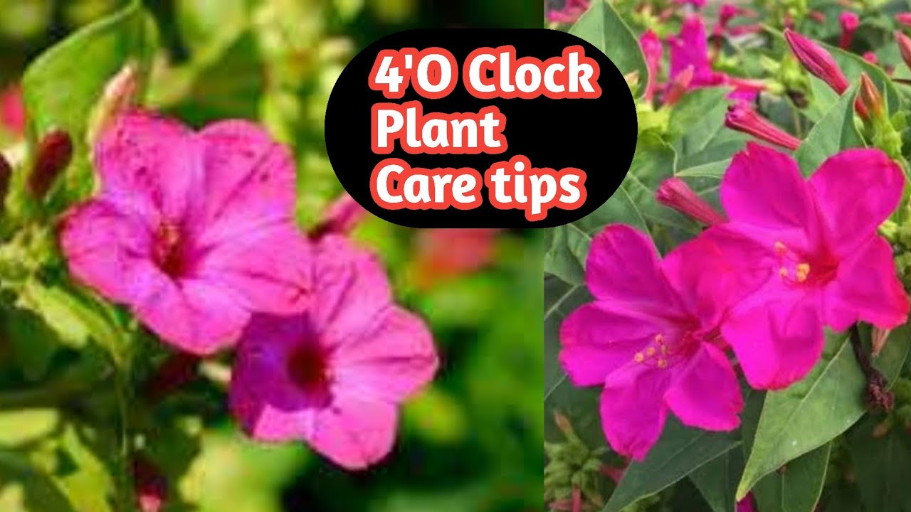 4 O'clock Plant Care Tips/ How To Grow And Care 4 O' Clock Flowering ...