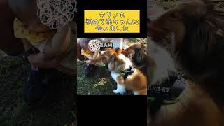 【シェルティ】生まれて初めて赤ちゃんと出会った犬たちがこちらです #shorts  Two shelties met a baby for the first time