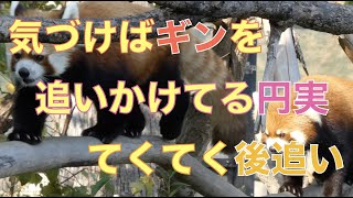 【円山動物園レッサーパンダ】気づけばギンを追いかけてる円実😅てくてく後追い 😊