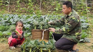 Harvesting Cauliflower garden goes to the market sell-Cooking,Take care of pigs, geese/XuanTruong.